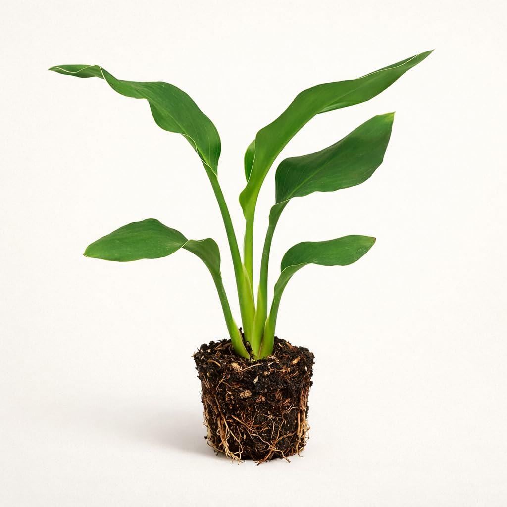 PLANT NOOK Orange Bird of Paradise Live Plant Starter Plug | Strelitzia Reginae Tropical Outdoor or Indoor Plant | Bold Foliage Statement Plant | Bright Light Grower