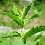 PLANT NOOK Spearmint Live Plant Starter Plug 2-Pack | Mentha spicata Sweet Mint Flavor | Great for Tea Cocktails and Cooking | Full Sun to Part Shade Herb