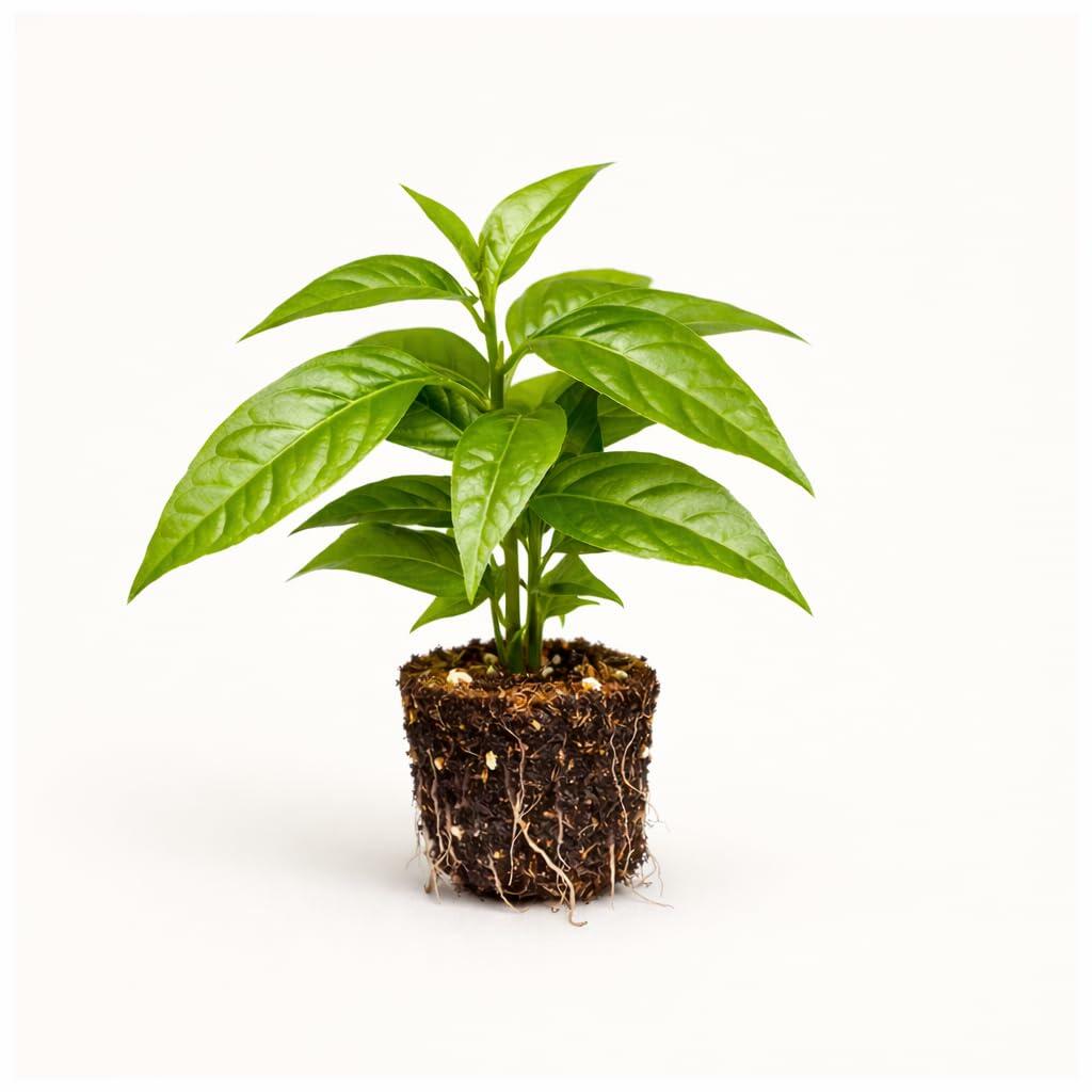 PLANT NOOK Hoan Ngoc Live Plant Starter Plug 2-Pack | Pseuderanthemum palatiferum Vietnamese Herb Plant | Easy Container Grower | Bright Indirect Light