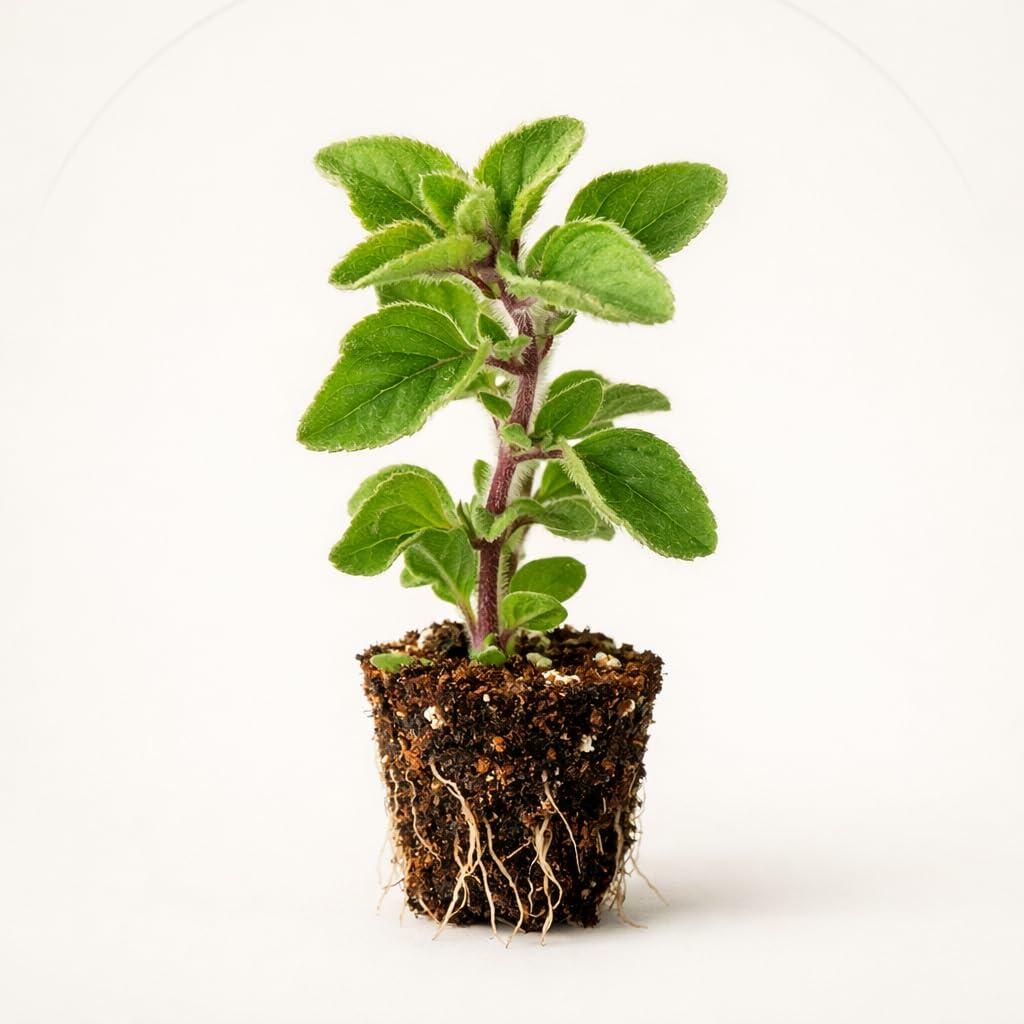 PLANT NOOK Greek Oregano Live Plant Starter Plug 2-Pack | Strong Flavor Culinary Herb | Drought Tolerant Full Sun Herb | Perfect for Pizza Pasta and Sauces
