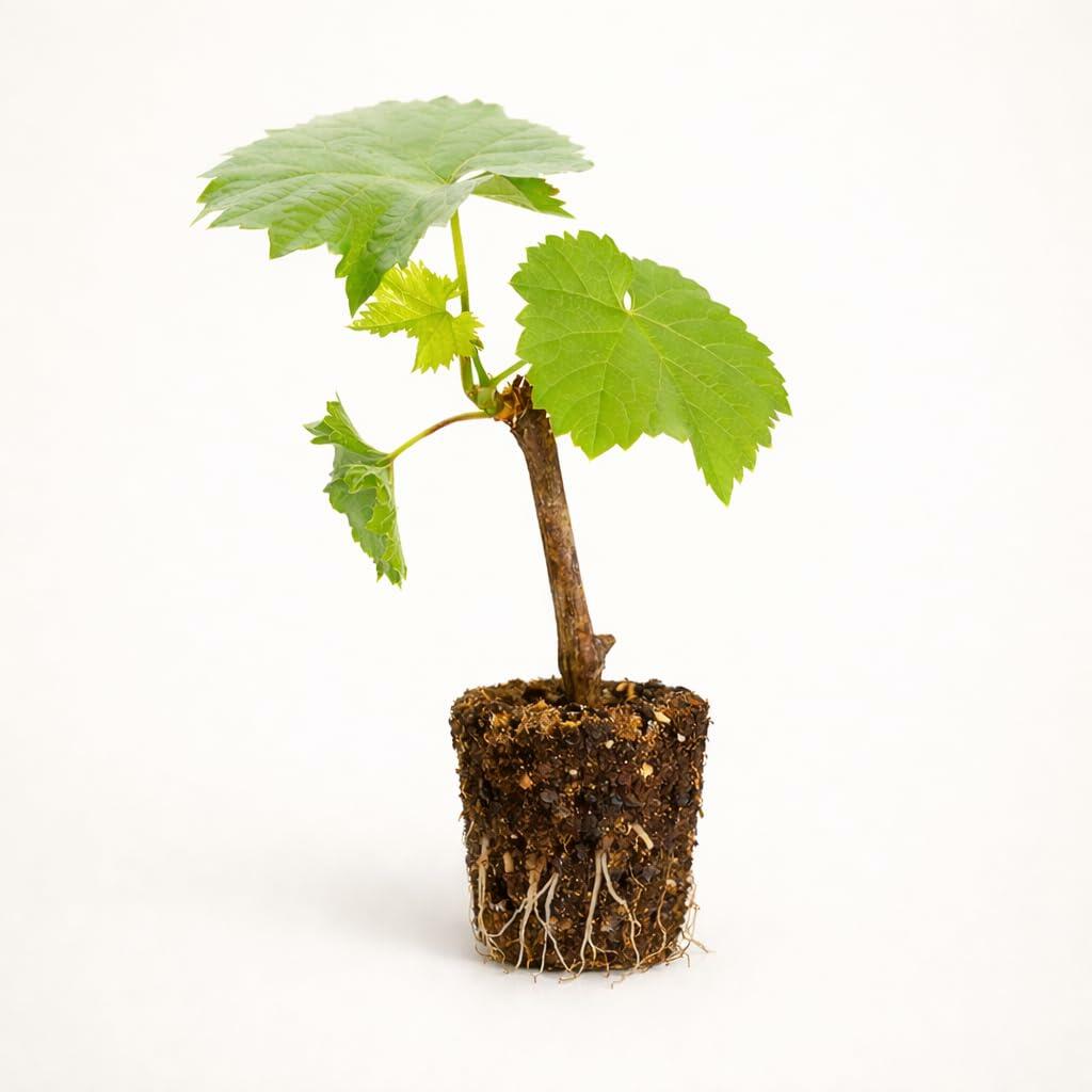 PLANT NOOK Traminer Grape Vine Live Plant Starter Plug 2-Pack | Aromatic White Wine Grape Variety | Trellis Climbing Fruit Vine | Full Sun Grower