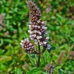 PLANT NOOK Chocolate Mint Live Plant Starter Plug 2-Pack | Light Chocolate Aroma Mint Herb | Perfect for Tea Desserts and Drinks | Full Sun to Part Shade