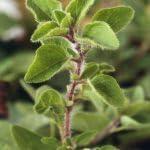 PLANT NOOK Greek Oregano Live Plant Starter Plug 2-Pack | Strong Flavor Culinary Herb | Drought Tolerant Full Sun Herb | Perfect for Pizza Pasta and Sauces