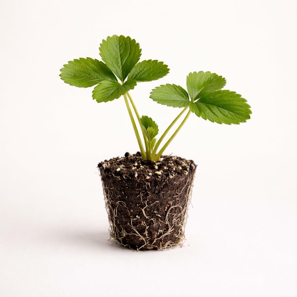 PLANT NOOK Sweet Sensation Strawberry Live Plant Starter Plug 2-Pack | Florida127 Strawberry Plant | Sweet Glossy Red Berries | Home Garden Fruit Plant for Beds Pots