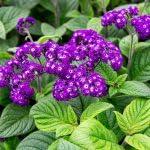PLANT NOOK Fragrant Delight Heliotrope Live Plant Starter Plug 2-Pack | Purple Lavender Flower Clusters | Strong Vanilla Fragrance | Full Sun Container Annual