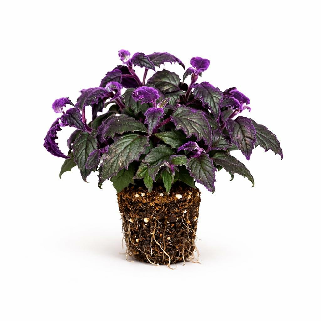 PLANT NOOK Gynura nepalensis Dawn Dewa Live Plant Starter Plug 2-Pack | Purple Passion Foliage Plant | Velvety Deep Purple Leaves | Indoor or Patio Plant