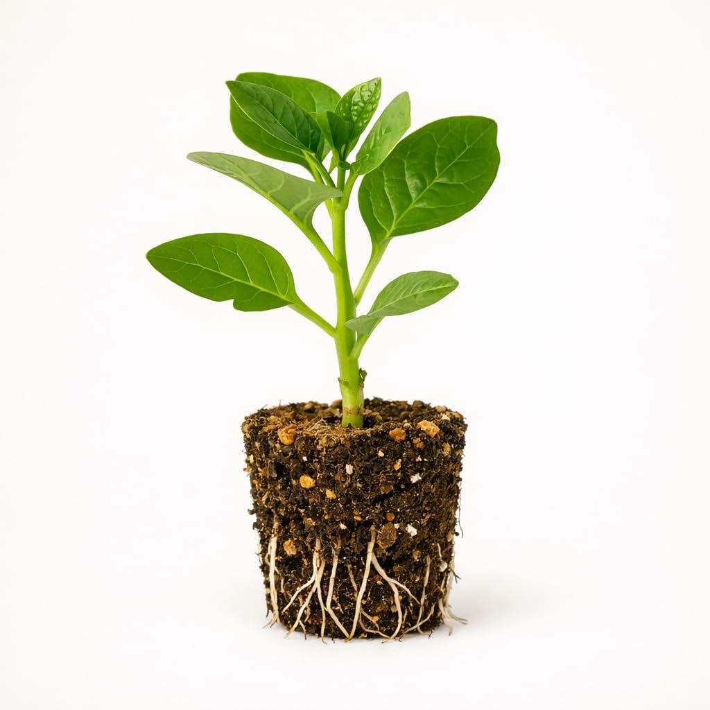 PLANT NOOK Green Malabar Spinach Live Plant Starter Plug 2-Pack | Heat Loving Leafy Vine Vegetable | Fast Growing Summer Greens | Trellis Friendly Full Sun