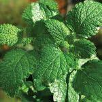 PLANT NOOK Peppermint Live Plant Starter Plug 2-Pack | Mentha piperita Strong Mint Flavor | Great for Tea and Cooking | Full Sun to Partial Shade Herb