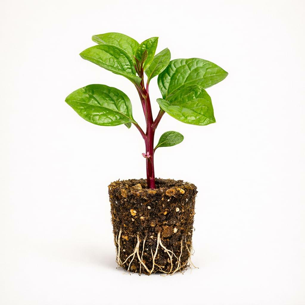 PLANT NOOK Red Malabar Spinach Live Plant Starter Plug 2-Pack | Basella rubra Purple Stem Leafy Vine | Heat Loving Summer Greens | Trellis Friendly Edible Plant