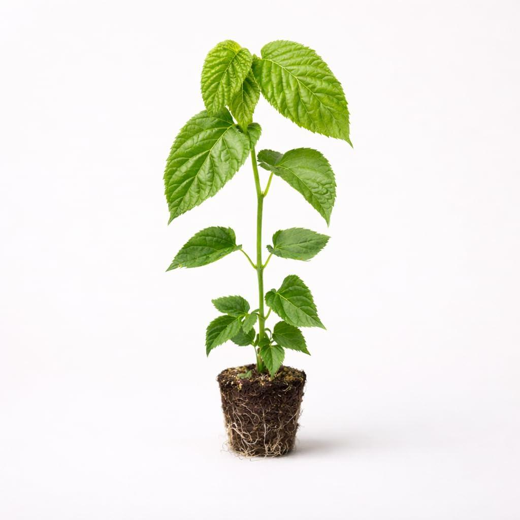 PLANT NOOK Pakistan Mulberry Live Plant Starter Plug 2-Pack | Extra Long Sweet Mulberries | Tropical Subtropical Fruit Tree | Full Sun Warm Climate Orchard Plant