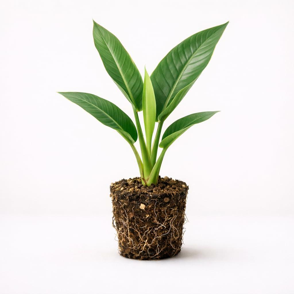 PLANT NOOK White Bird of Paradise Live Plant Starter Plug | Strelitzia nicolai Large Leaf Tropical Plant | Indoor Floor Plant Style | Bright Light Grower
