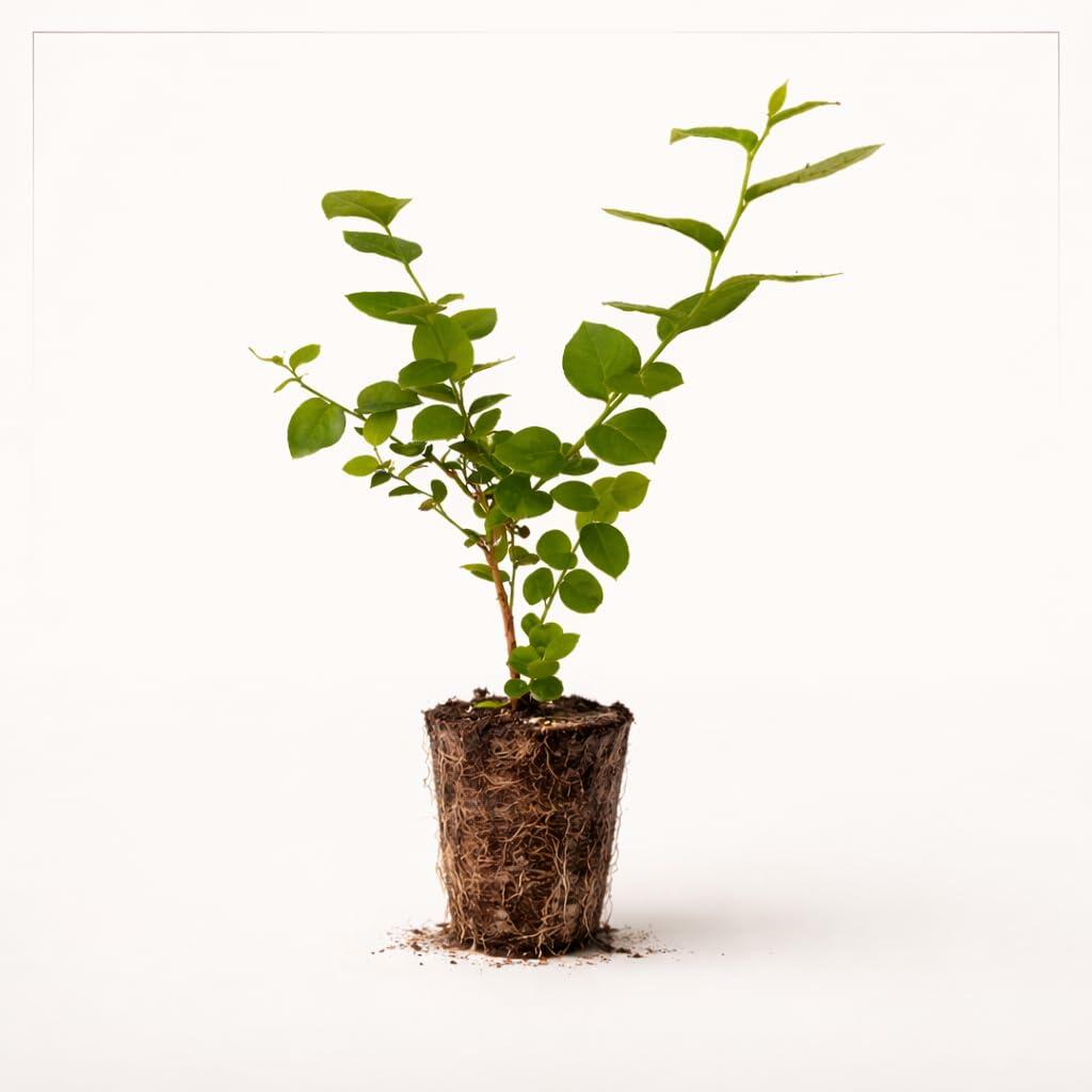 PLANT NOOK Blueberry Misty Live Plant Starter Plug 2-Pack | Low Chill Southern Highbush Blueberry | Sweet, Flavorful Berries | Full Sun Fruit Plant