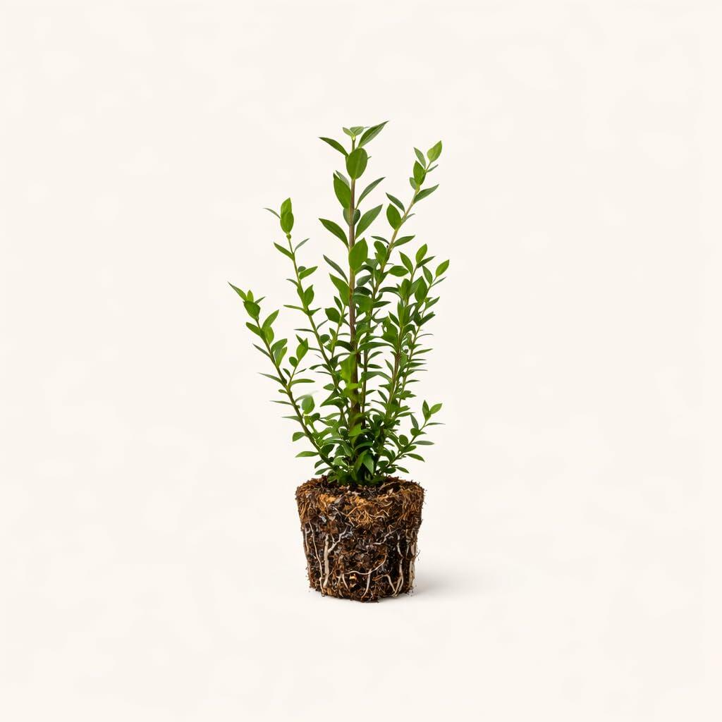 PLANT NOOK Blueberry Rebel Live Plant Starter Plug 2-Pack | Early Ripening Southern Highbush Blueberry | Large Firm Berries | Full Sun Fruit Plant