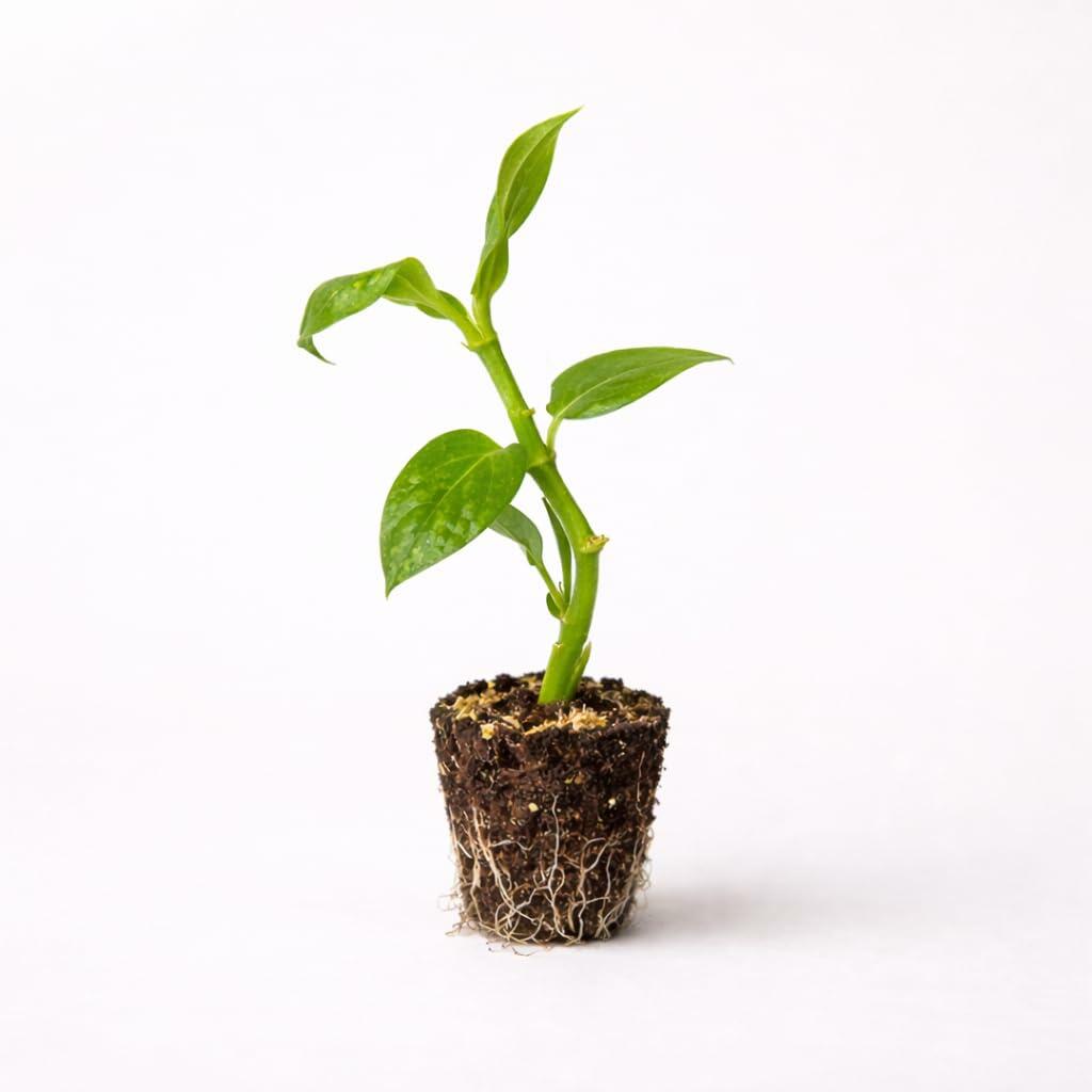 PLANT NOOK Varigated Vanilla Vine Live Plant Starter Plug 2-Pack | Vanilla planifolia Variegata Orchid | Rare Climbing Orchid with Cream Variegation | Indoor Tropical Vine