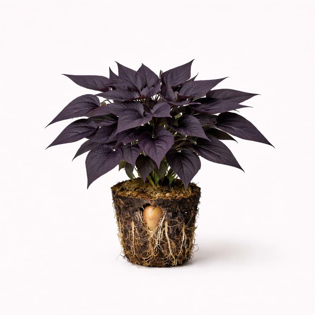 PLANT NOOK Sweet Potato Vine Blackie Live Plant Starter Plug 2-Pack | Deep Purple Black Lobed Leaves | Fast Trailing Spiller for Hanging Baskets Pots Borders Full Sun
