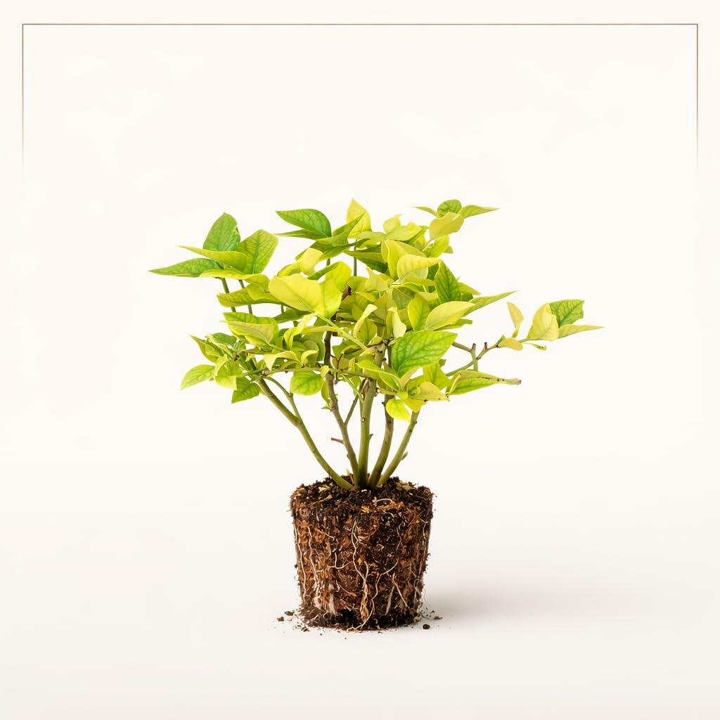 PLANT NOOK Blueberry Spring High Live Plant Starter Plug 2-Pack | Early Season Southern Highbush Blueberry | Very Large Fruit | Low Chill Variety