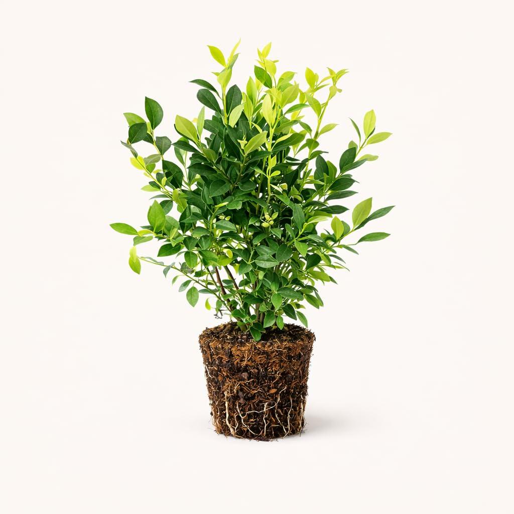 PLANT NOOK Blueberry Elliott Live Plant Starter Plug 2-Pack | Late Season Northern Highbush Blueberry | Extends Harvest Into Late Summer | Full Sun Fruit Plant