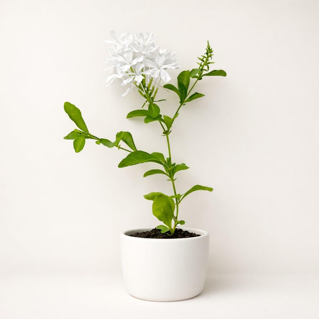 PLANT NOOK White Plumbago Alba (Plumbago auriculata) Live Plant Starter Plug 2-Pack | Pure White Blooms, Evergreen Mounding Shrub | Full Sun to Partial Shade | Drought Tolerant Landscape, Container