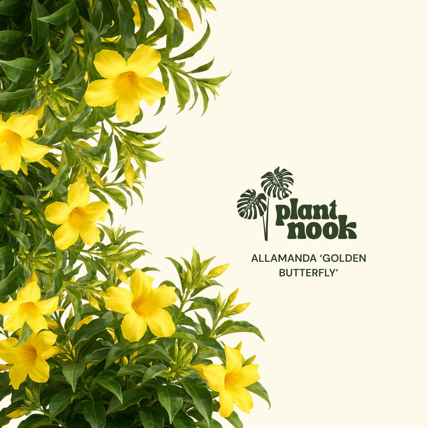 PLANT NOOK Allamanda Golden Butterfly (Golden Trumpet) Live Plant Starter Plug 2-Pack | Bright Yellow Trumpet Flowers, Glossy Green Foliage for Patio Pots & Trellises