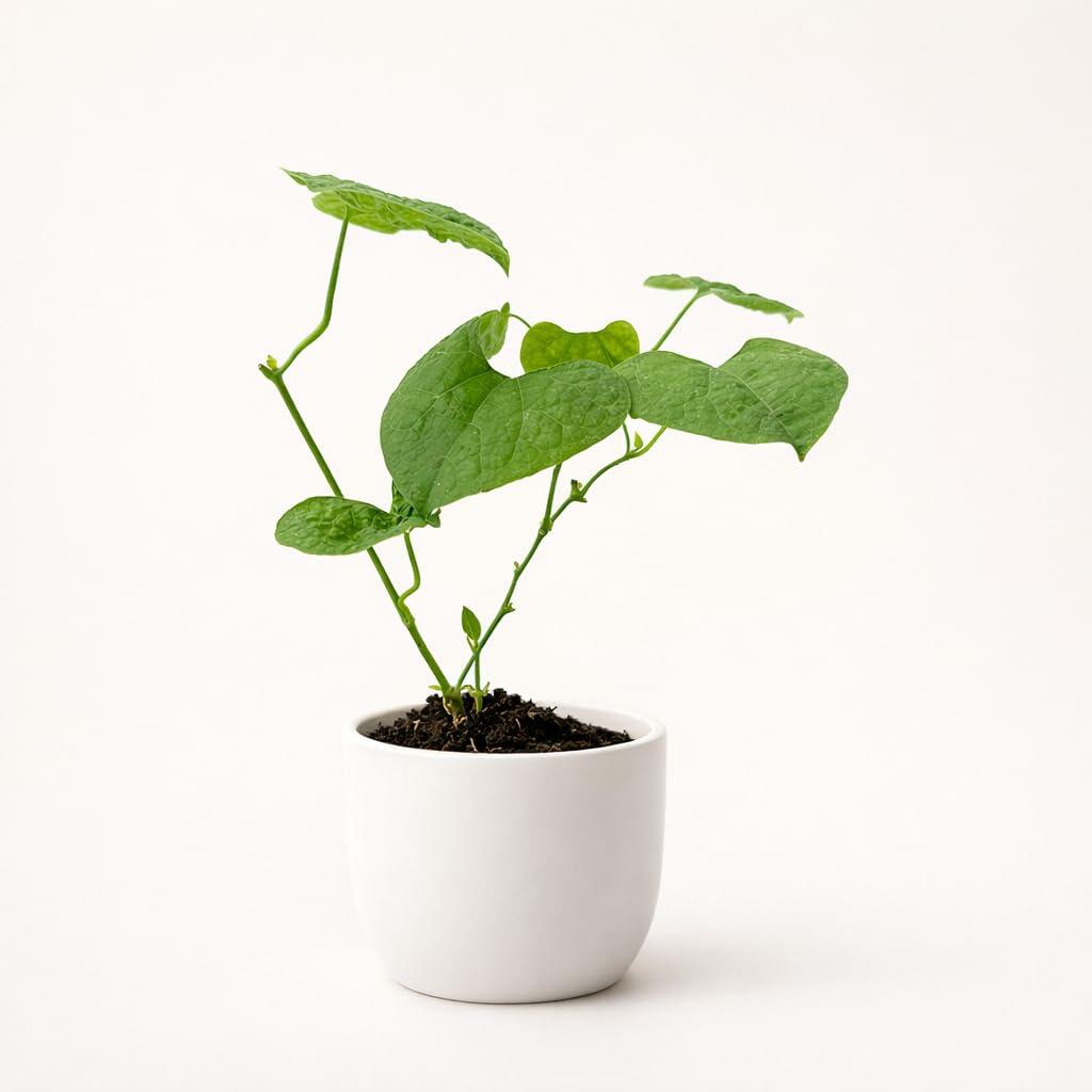 PLANT NOOK Aristolochia Gigantea (Dutchman's Pipe) Live Plant Starter Plug 2-Pack | Giant Burgundy & Cream Veined Flowers, Fast Twining Tropical Vine for Trellis & Patio Pots |