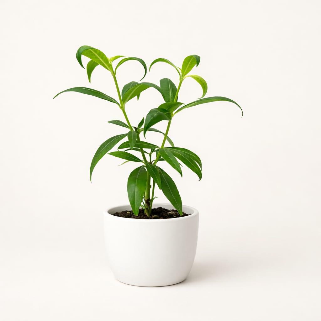 PLANT NOOK Dwarf Allamanda (Golden Trumpet) Live Plant Starter Plug 2-Pack | Compact Shrub with Bright Yellow Trumpet Flowers for Patio Pots, Borders, and Small Gardens