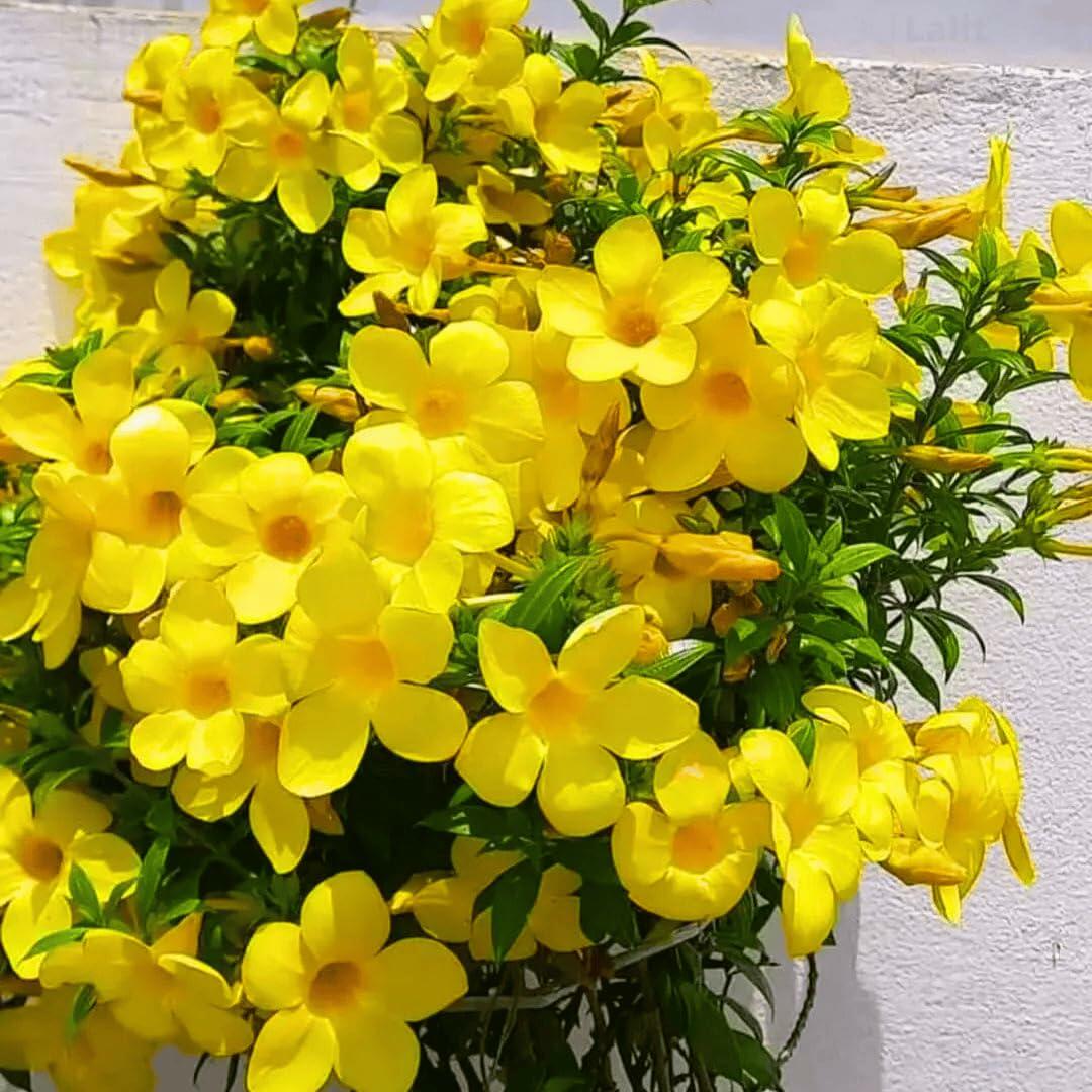 PLANT NOOK Dwarf Allamanda (Golden Trumpet) Live Plant Starter Plug 2-Pack | Compact Shrub with Bright Yellow Trumpet Flowers for Patio Pots, Borders, and Small Gardens
