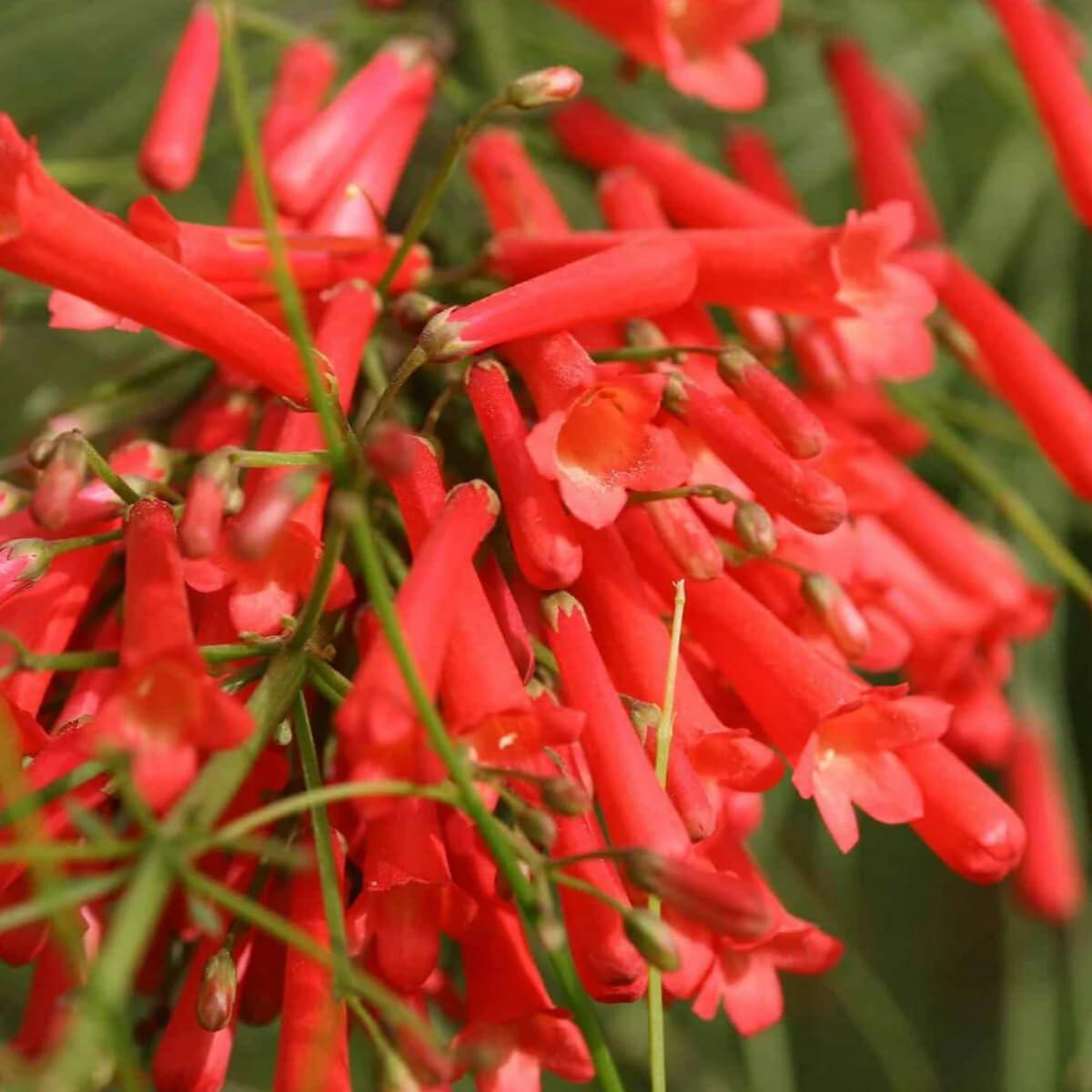 PLANT NOOK Russelia Firecracker Red (Russelia equisetiformis) Live Plant Starter Plug 2-Pack | Bright Red Tubular Blooms for Hummingbirds | Cascading Fountain Habit for Hanging Baskets & Pots