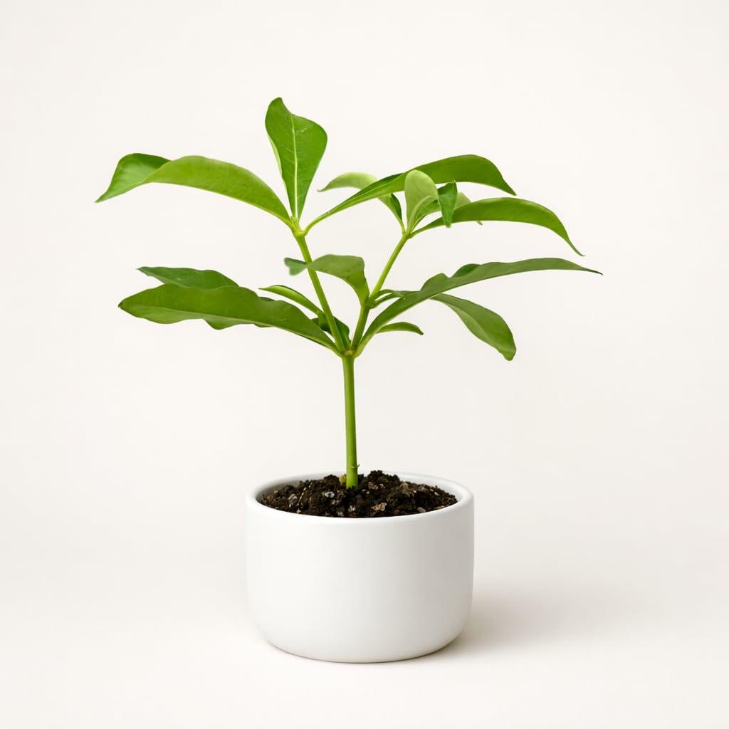 PLANT NOOK Allamanda Golden Butterfly (Golden Trumpet) Live Plant Starter Plug 2-Pack | Bright Yellow Trumpet Flowers, Glossy Green Foliage for Patio Pots & Trellises