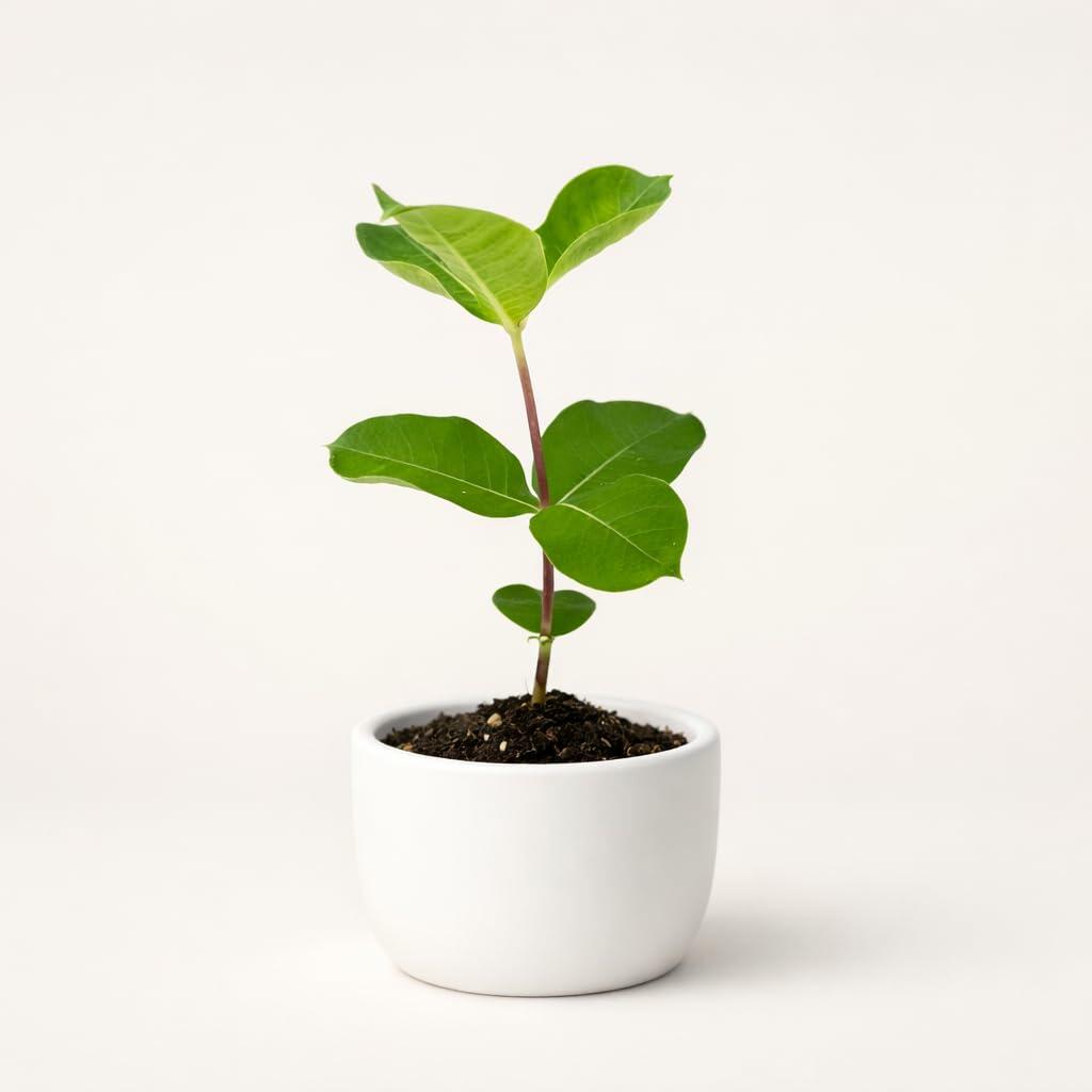 PLANT NOOK Allamanda 'Lil Red' Live Plant Starter Plug 2-Pack | Red Trumpet Blooms for Patio Pots & Hanging Baskets | Full Sun Tropical Flowering Vine/Shrub | Heat Tolerant, Pollinator Friendly