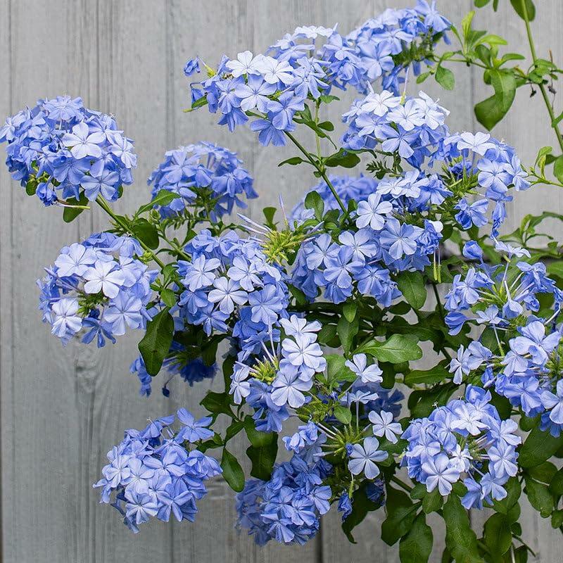 PLANT NOOK Plumbago Imperial Blue (Plumbago auriculata) Live Plant Starter Plug 2-Pack | Sky Blue Flower Clusters, Evergreen Mounding Shrub | Full Sun to Partial Shade | Drought Tolerant