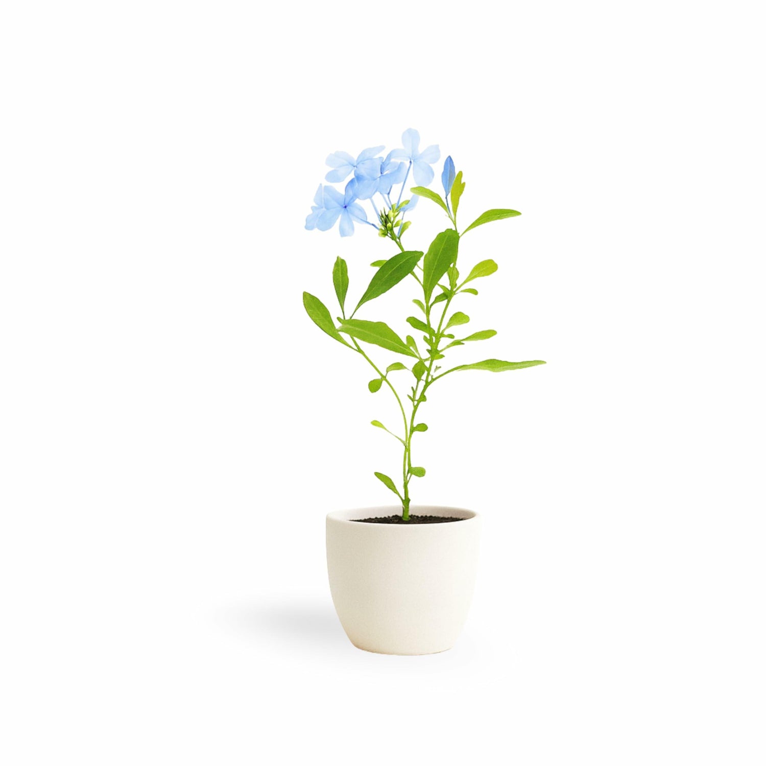 PLANT NOOK Plumbago Imperial Blue (Plumbago auriculata) Live Plant Starter Plug 2-Pack | Sky Blue Flower Clusters, Evergreen Mounding Shrub | Full Sun to Partial Shade | Drought Tolerant