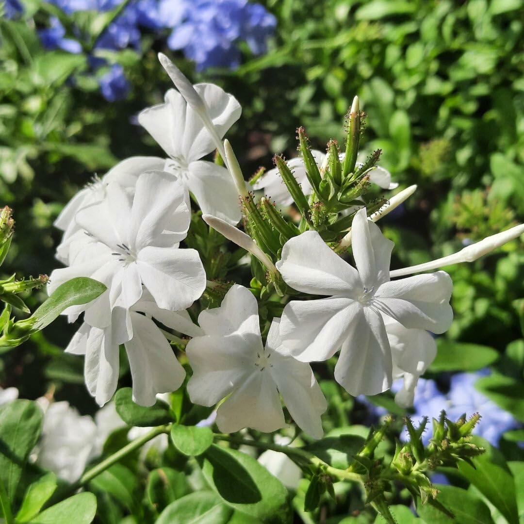 PLANT NOOK White Plumbago Alba (Plumbago auriculata) Live Plant Starter Plug 2-Pack | Pure White Blooms, Evergreen Mounding Shrub | Full Sun to Partial Shade | Drought Tolerant Landscape, Container
