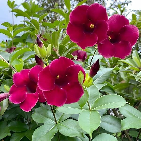 PLANT NOOK Allamanda 'Lil Red' Live Plant Starter Plug 2-Pack | Red Trumpet Blooms for Patio Pots & Hanging Baskets | Full Sun Tropical Flowering Vine/Shrub | Heat Tolerant, Pollinator Friendly