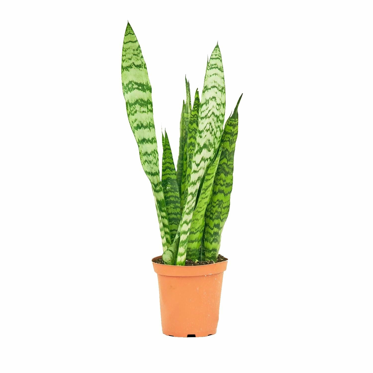 PLANT NOOK Snake Plant 'Zeylanica' Live Plant 1 Pack Medium Size | Hardy Upright Indoor Houseplant Low Light Drought Tolerant Easy Care Sansevieria