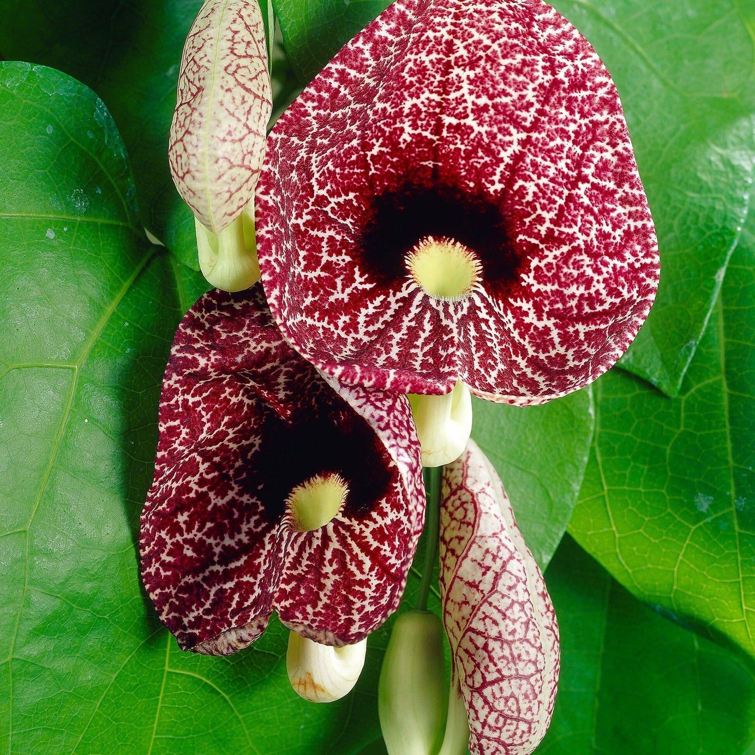 PLANT NOOK Aristolochia Gigantea (Dutchman's Pipe) Live Plant Starter Plug 2-Pack | Giant Burgundy & Cream Veined Flowers, Fast Twining Tropical Vine for Trellis & Patio Pots |