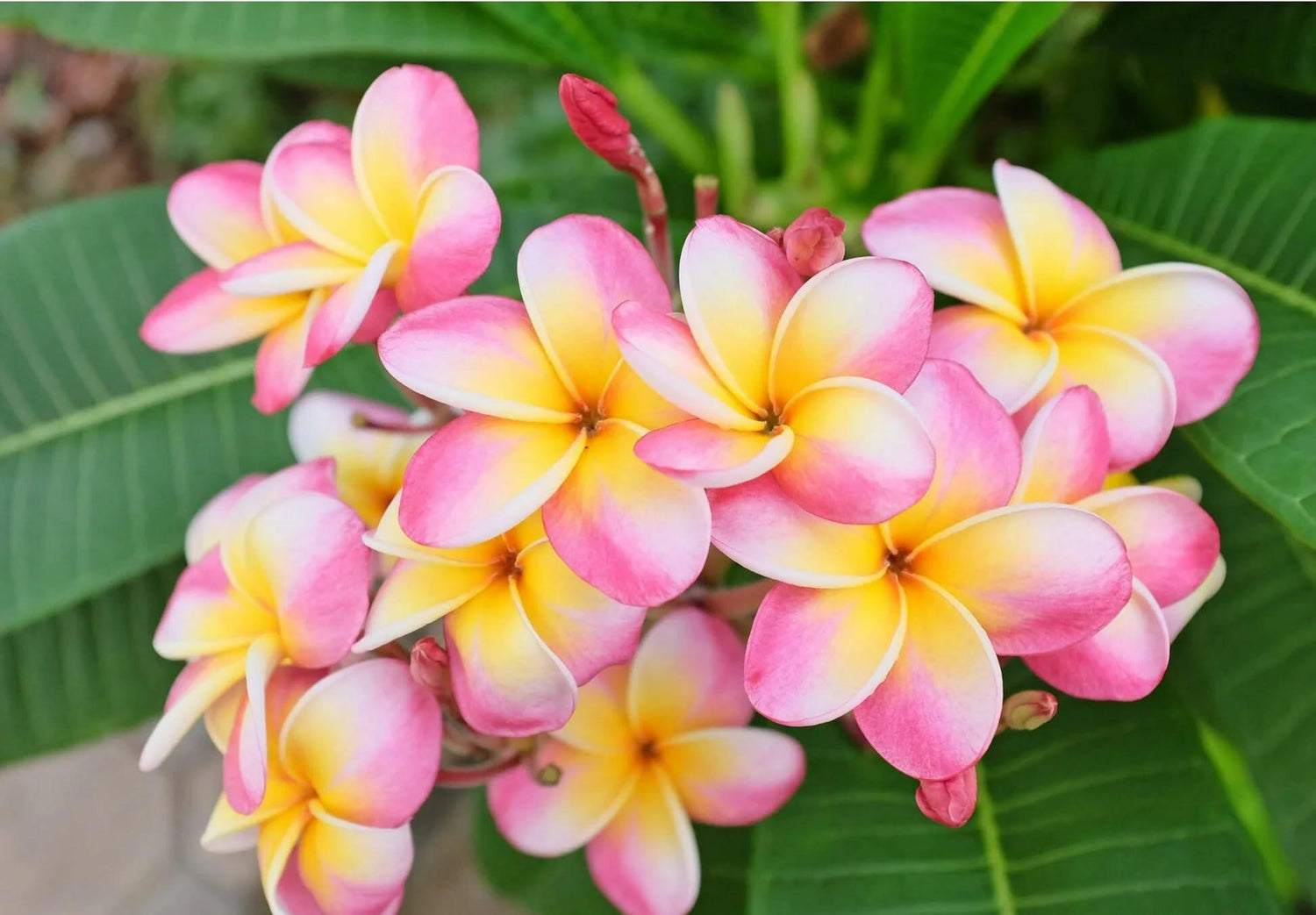 PLANT NOOK Plumeria Live Cutting 3-Pack | White Yellow and Pink Plumeria Cuttings for Patio Pots & Containers | Fragrant Tropical Flower Plant, Full Sun Garden Plant