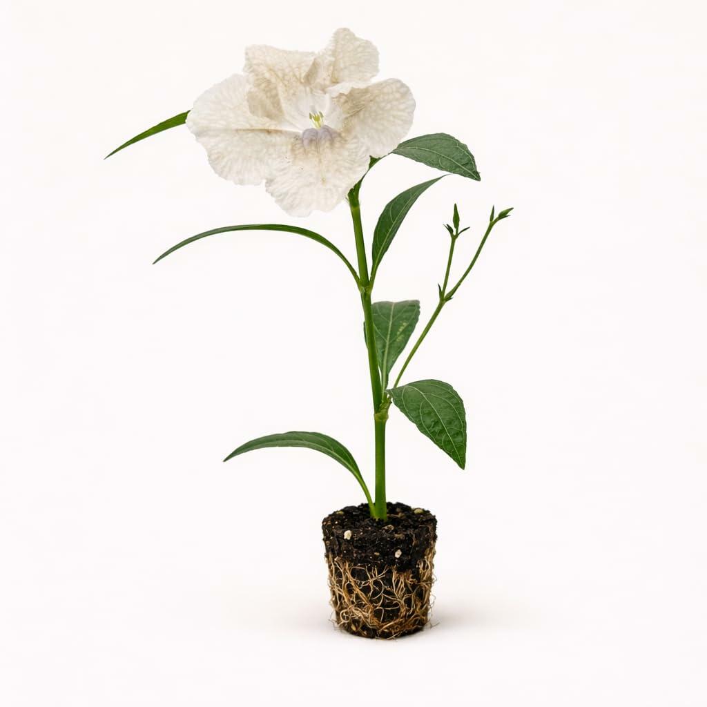 PLANT NOOK Ruellia White (Mexican Petunia) Live Plant Starter Plug 2-Pack | Crisp White Blooms, Easy Care Perennial | Full Sun to Part Shade | Heat Tolerant Border or Container Plant