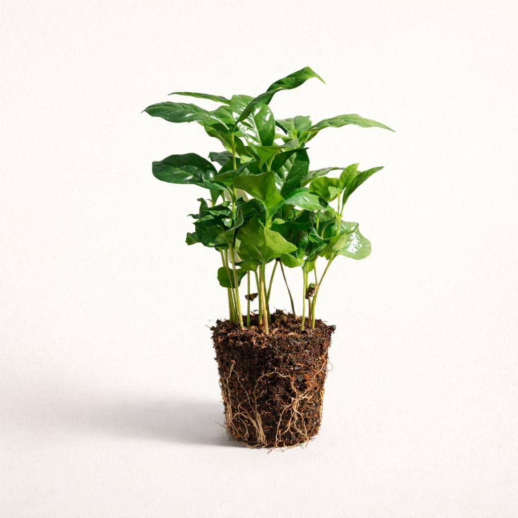 PLANT NOOK Arabica Coffee Plant Live Plant Starter Plug | Coffea Arabica Indoor Houseplant | Glossy Green Leaves | Tropical Home Plant | Bright Light
