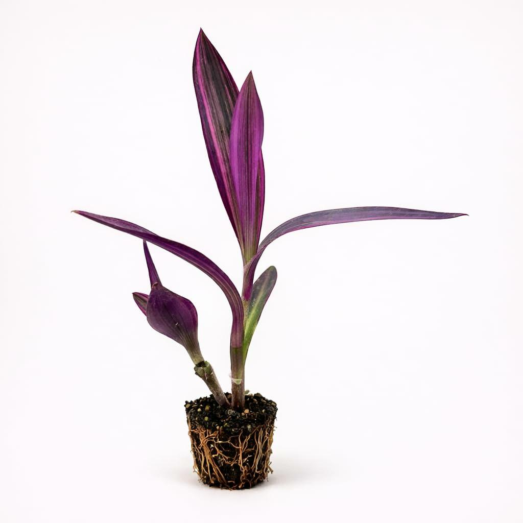 PLANT NOOK Setcreasea Varigated (Tradescantia pallida Variegata) Live Plant Starter | Pink and Cream Striped Purple Heart | Trailing Groundcover or Hanging Basket Plant