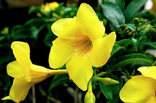 PLANT NOOK Yellow Mandevilla Vine (Mandevilla spp.) Live Plant Starter | Bright Yellow Trumpet Flowers | Fast Climbing Trellis Vine for Patio Pots | Full Sun to Partial Shade, Warm-Climate Plant