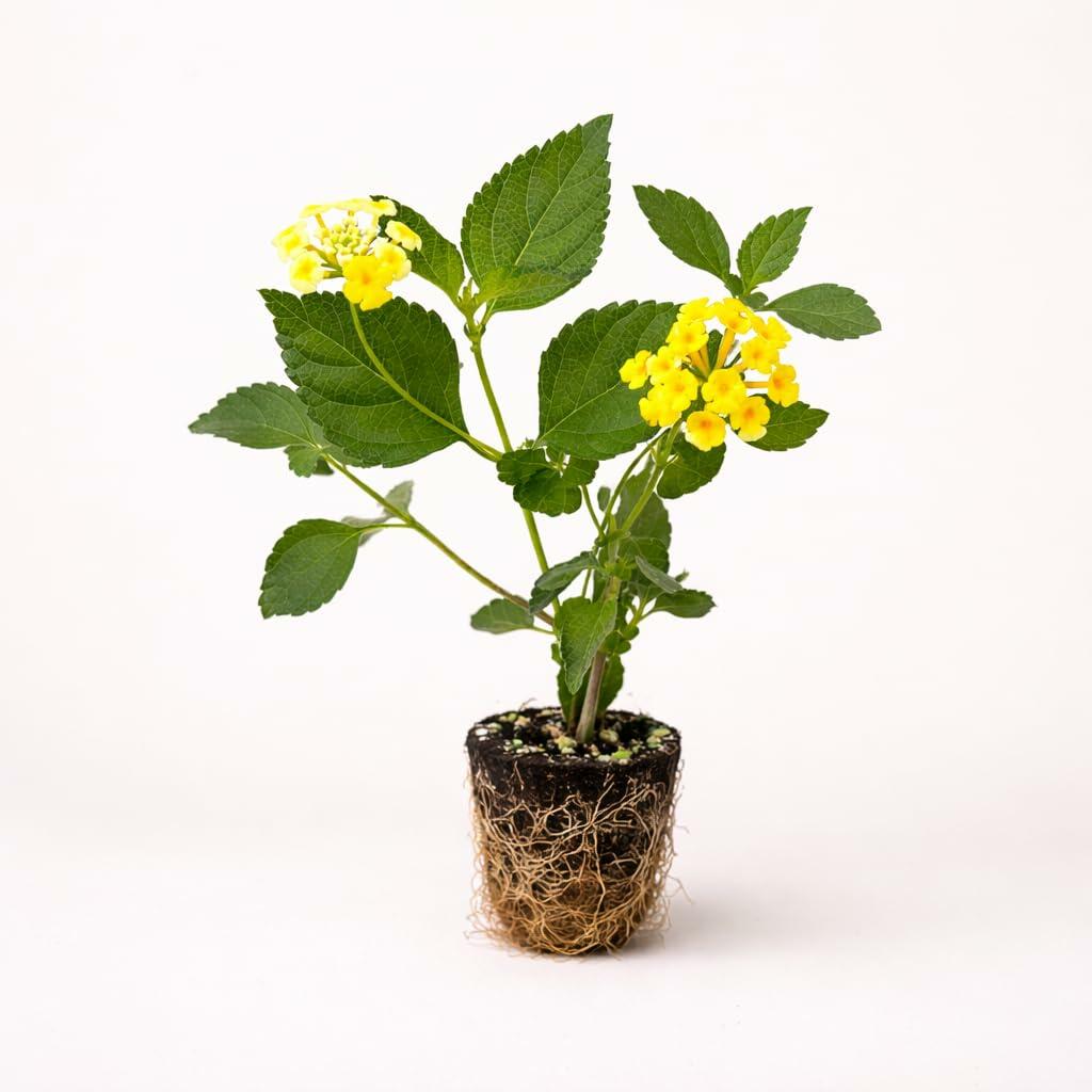 PLANT NOOK Chapel Hill Yellow Lantana (Lantana Camara) Live Plant Starter | PP#19548 | Yellow Flower Clusters with Deeper Golden Center | Low Spreading Groundcover for Pots, Baskets & Borders