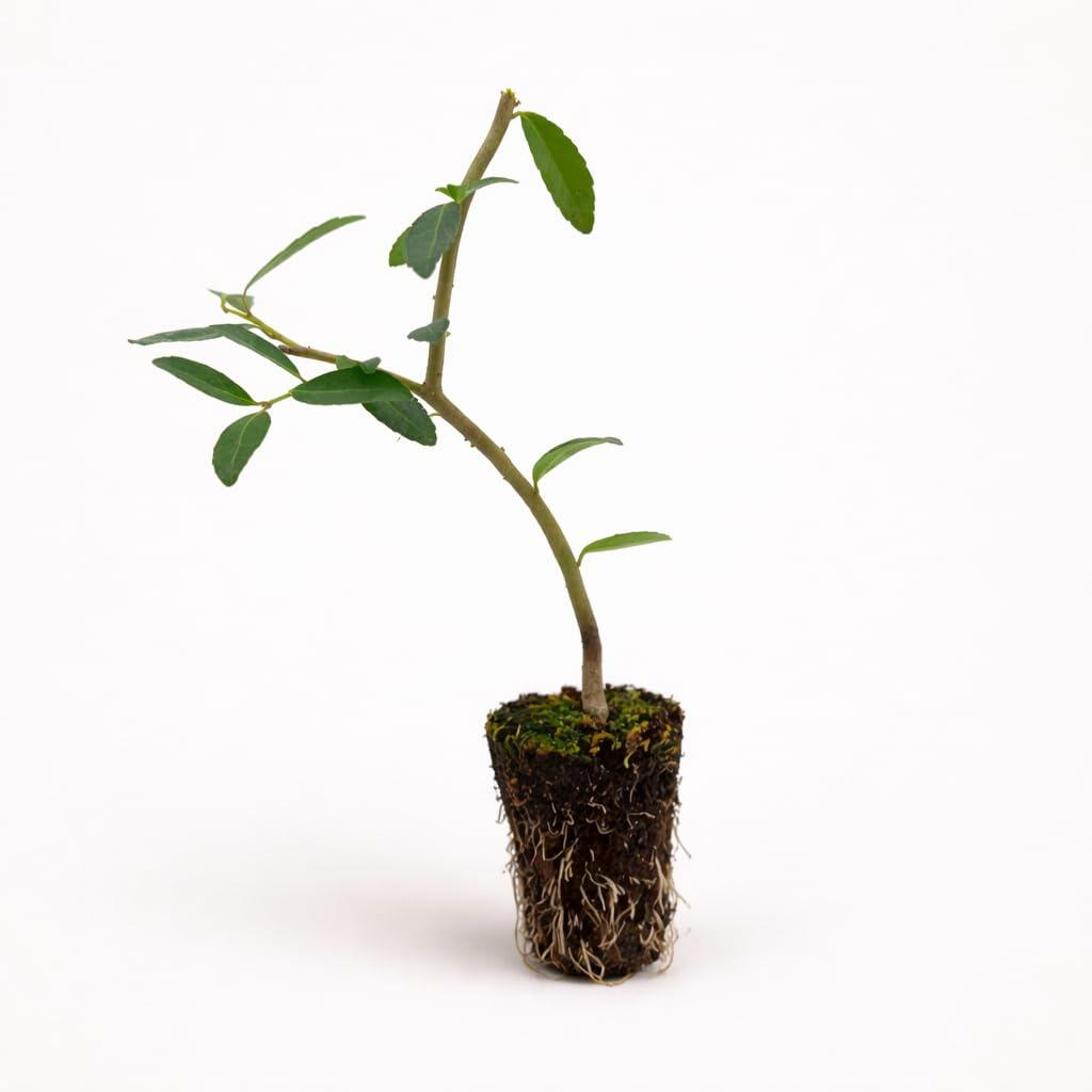 PLANT NOOK Weeping Yaupon Holly (Ilex vomitoria Pendula) Live Plant | Elegant Weeping Evergreen Shrub or Small Tree | Full Sun to Partial Shade | Drought and Salt Tolerant Landscape Accent