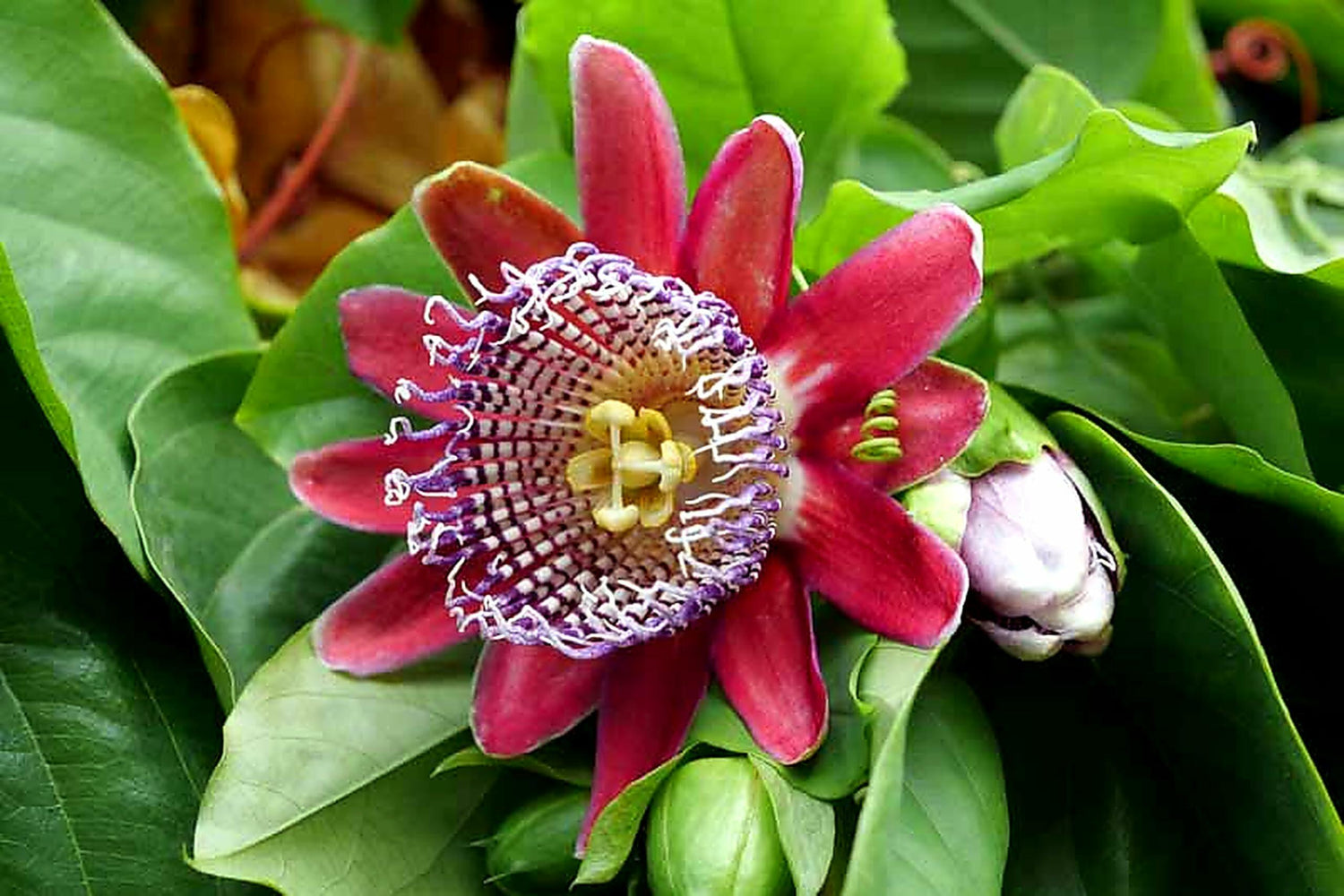 PLANT NOOK Giant Granadilla Vine (Passiflora quadrangularis) Live Plant Starter | Tropical Passionflower with Huge Edible Fruit | Fast Climbing Vine for Trellis | Full Sun, Warm Climate Plant