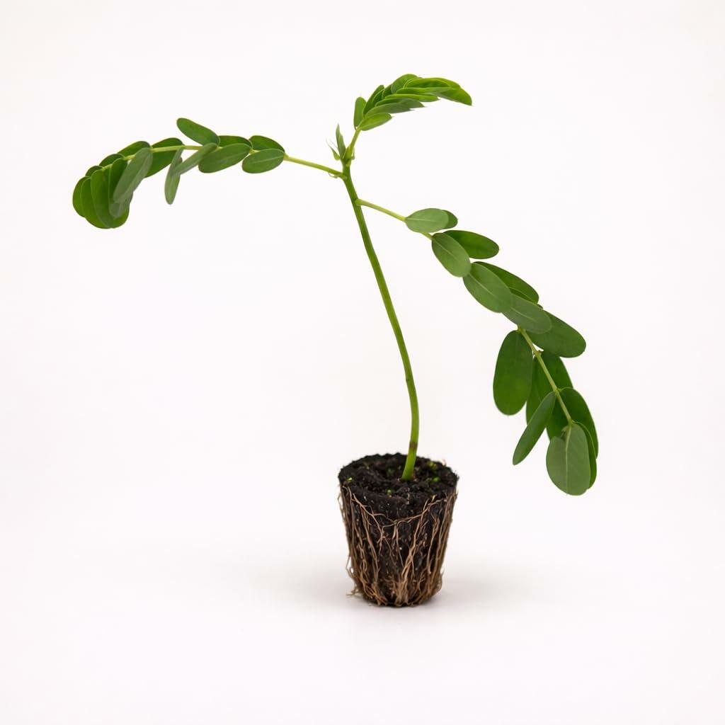 PLANT NOOK Popcorn Cassia (Senna didymobotrya) Live Plant Starter Plug 2-Pack | Bright Yellow Flower Spikes with Popcorn-Scented Foliage | Fast-Growing Tropical Shrub for Patio Pots & Garden Beds