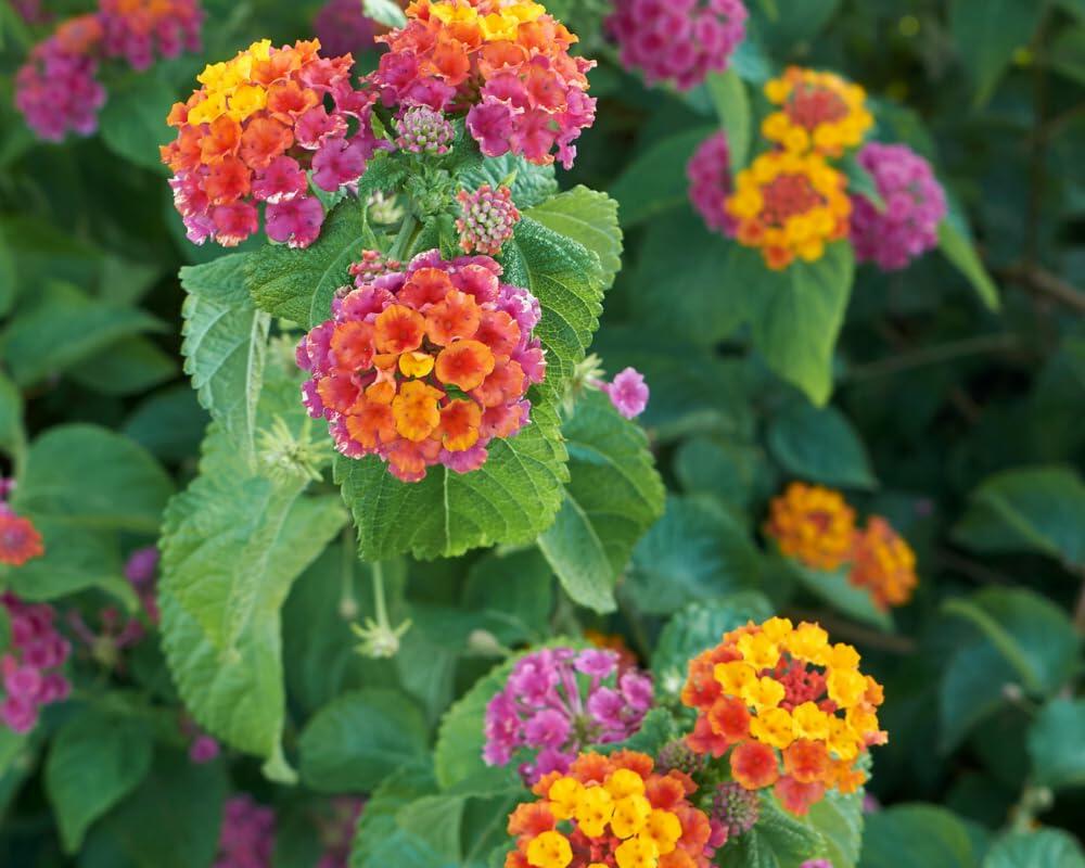 PLANT NOOK Lantana Camara Irene Live Plant Starter | Multicolor Pink Magenta Yellow Blooms | Spreading Groundcover Spiller for Pots & Hanging Baskets | Full Sun, Heat & Drought Tolerant