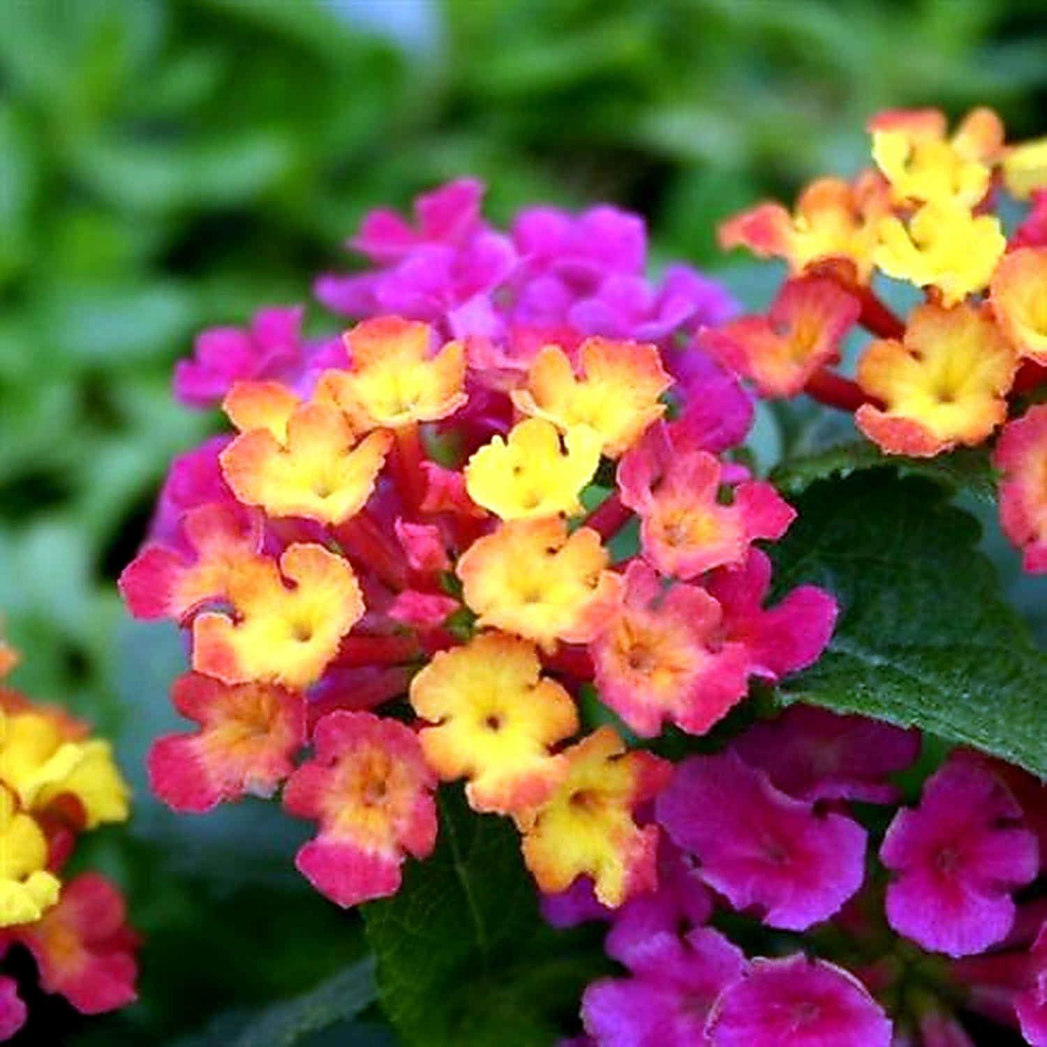 PLANT NOOK Lantana Anne Marie Starter Live Plant | Lantana Camara | Multicolor Blooms Change Yellow to Pink/Red | Heat & Drought Tolerant | Full Sun | Patio Pots, Hanging Baskets, Borders