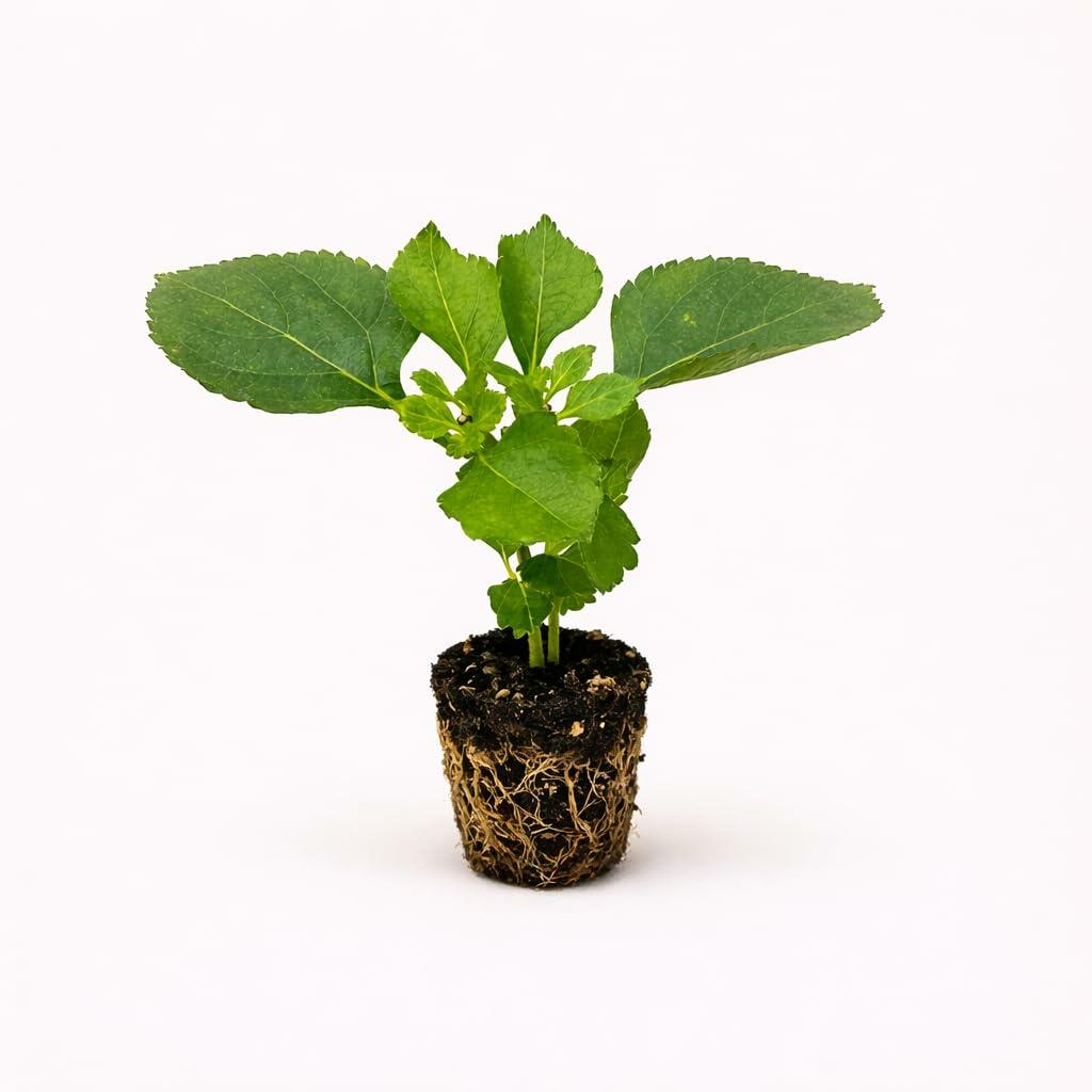 PLANT NOOK Lantana Camara Carlos Live Plant Starter | Rose Pink Blooms with Hint of Yellow | Compact Mounding Plant for Pots, Baskets & Borders | Full Sun, Heat & Drought Tolerant