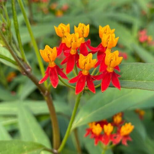 PLANT NOOK Tropical Milkweed Red (Asclepias curassavica) Live Plant Starter Plug 2-Pack | Red-Orange & Yellow Flower Clusters, Monarch Host Plant for Butterfly Gardens | Full Sun Bloomer for Pots & Beds