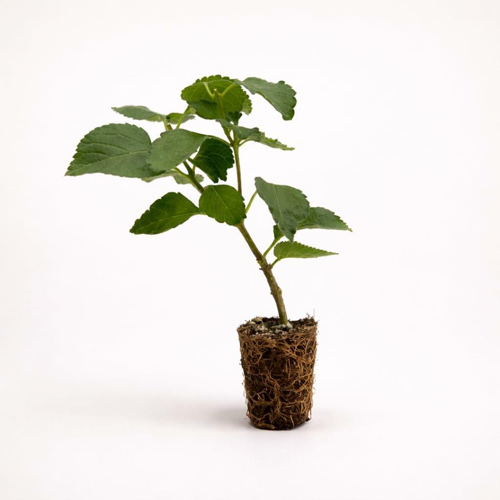 PLANT NOOK Lantana Camara Dallas Red Live Plant Starter | Red-Orange-Yellow Flower Clusters, Long Bloom Season | Full Sun, Heat & Drought Tolerant | Pots, Baskets, Borders | Pollinator Plant