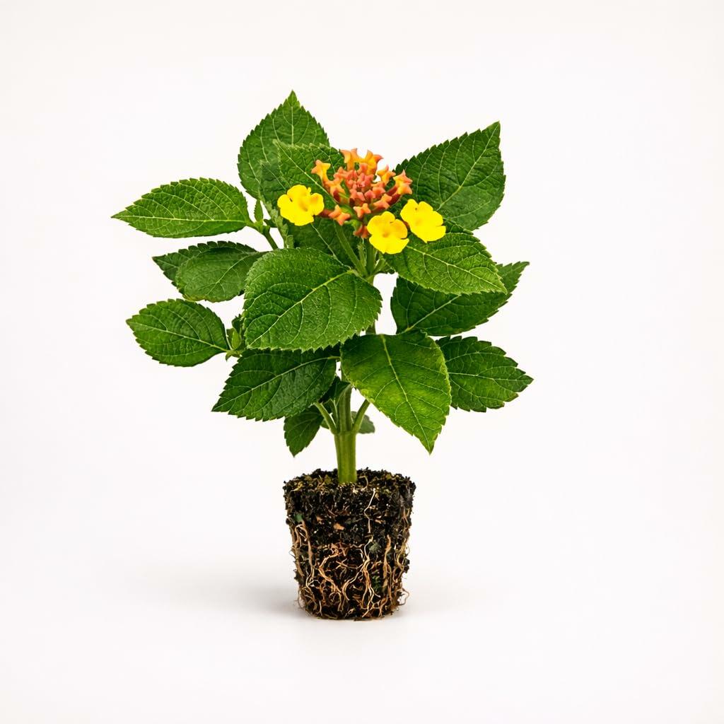 PLANT NOOK Lantana Anne Marie Starter Live Plant | Lantana Camara | Multicolor Blooms Change Yellow to Pink/Red | Heat & Drought Tolerant | Full Sun | Patio Pots, Hanging Baskets, Borders